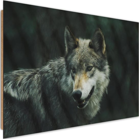Obraz dekoracyjny FEEBY, Wilk Zwierzęta Natura 120x80 Feeby