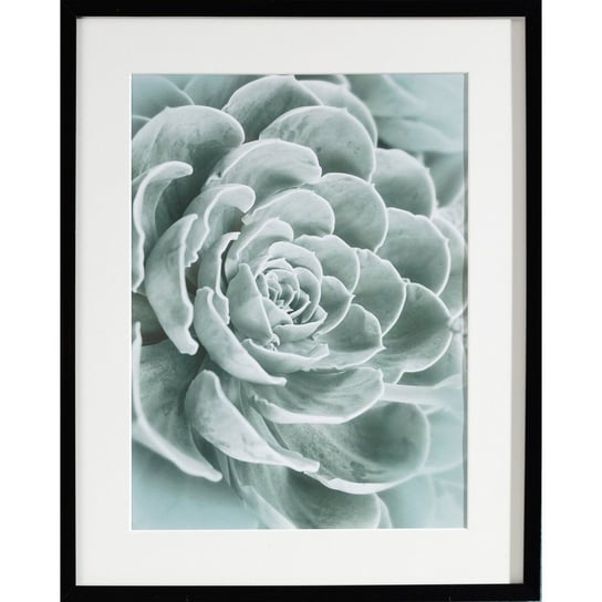 Obraz DEKORIA Succulents I, 40x50 cm Dekoria
