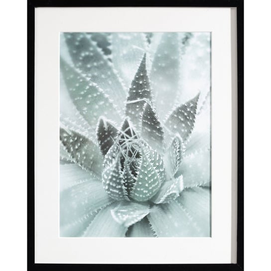 Obraz DEKORIA Succulents III, 40x50 cm Dekoria