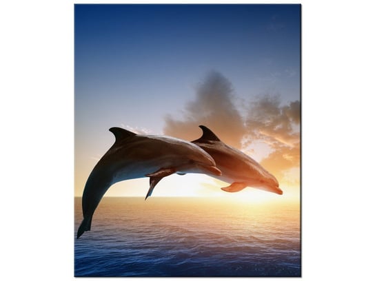 Obraz Delfiny, 50x60 cm Oobrazy