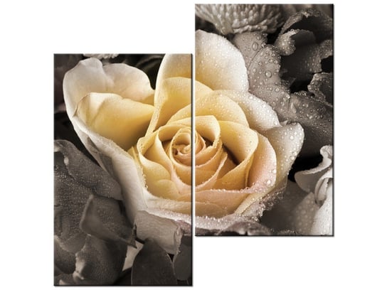 Obraz Delikatna róża, 2 elementy, 60x60 cm Oobrazy