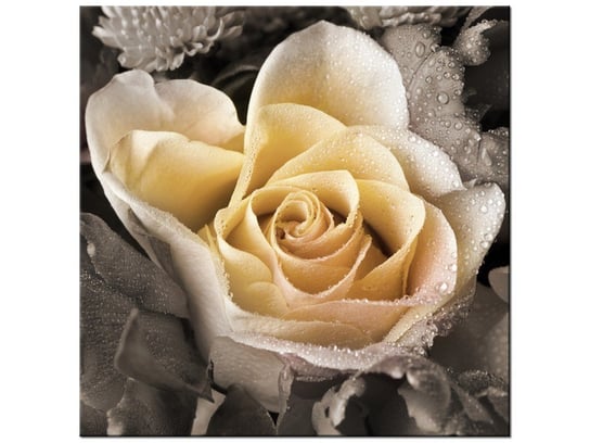 Obraz Delikatna róża, 30x30 cm Oobrazy