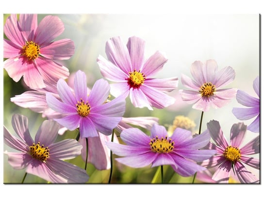 Obraz, Delikatne kwiaty, 120x80 cm Oobrazy