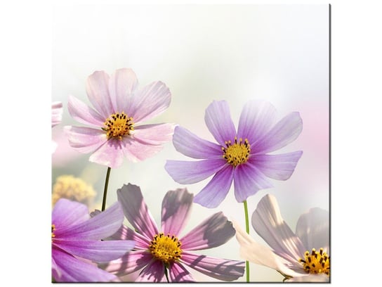 Obraz, Delikatne kwiaty, 30x30 cm Oobrazy