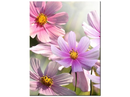 Obraz, Delikatne kwiaty, 30x40 cm Oobrazy