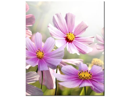 Obraz, Delikatne kwiaty, 50x60 cm Oobrazy