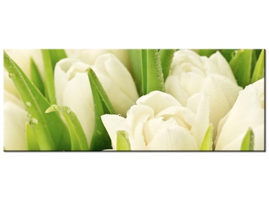 Obraz, Delikatne tulipany, 100x40 cm Oobrazy