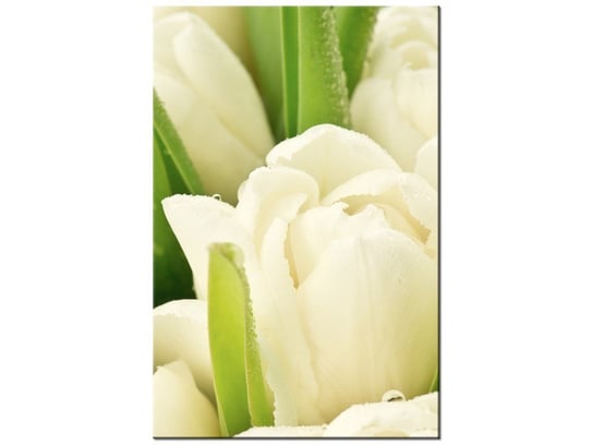 Obraz Delikatne tulipany, 20x30 cm Oobrazy