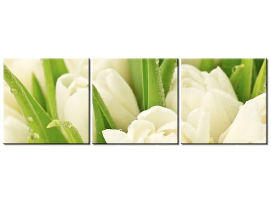 Obraz, Delikatne tulipany, 3 elementy, 120x40 cm Oobrazy