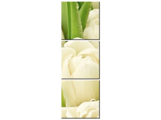 Obraz Delikatne tulipany, 3 elementy, 30x90 cm Oobrazy