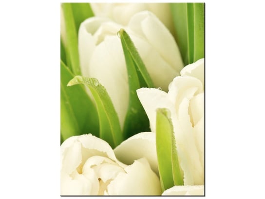 Obraz Delikatne tulipany, 30x40 cm Oobrazy