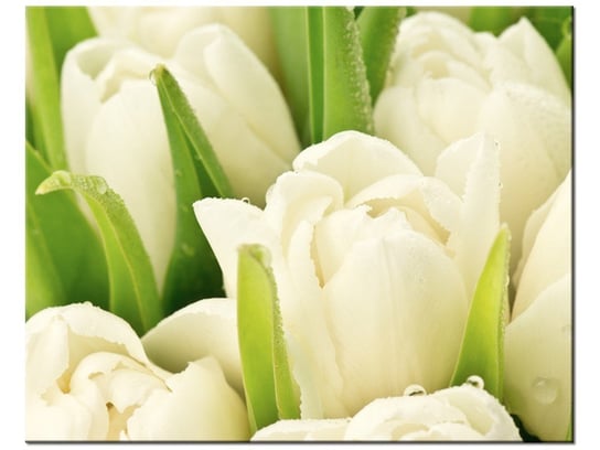 Obraz Delikatne tulipany, 50x40 cm Oobrazy