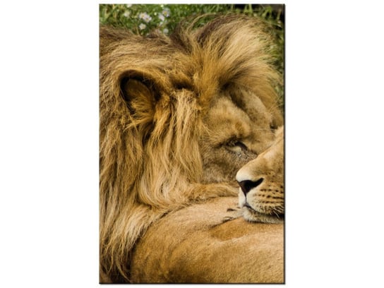Obraz Drzemka lwów, 20x30 cm Oobrazy