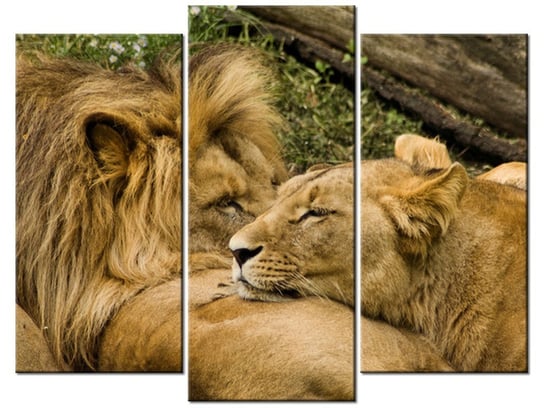 Obraz Drzemka lwów, 3 elementy, 90x70 cm Oobrazy