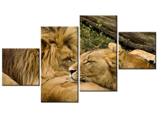 Obraz Drzemka lwów, 4 elementy, 160x90 cm Oobrazy