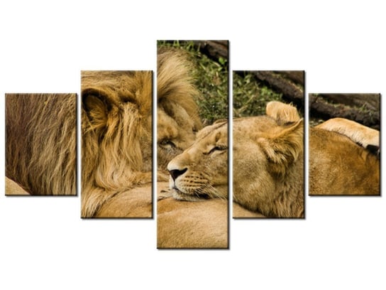 Obraz Drzemka lwów, 5 elementów, 125x70 cm Oobrazy