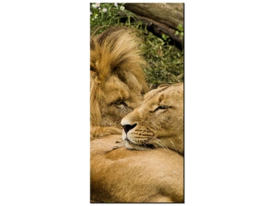 Obraz Drzemka lwów, 55x115 cm Oobrazy