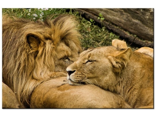 Obraz Drzemka lwów, 60x40 cm Oobrazy