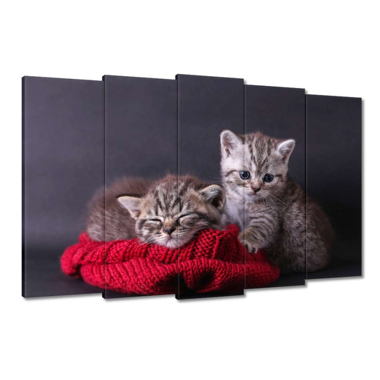 obraz-dwa-s-odkie-kotki-150x95cm-zesmakiem-sklep-empik-com