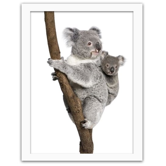 Obraz FEEBY Koala wspinająca się na drzewo, 60x80 cm Feeby
