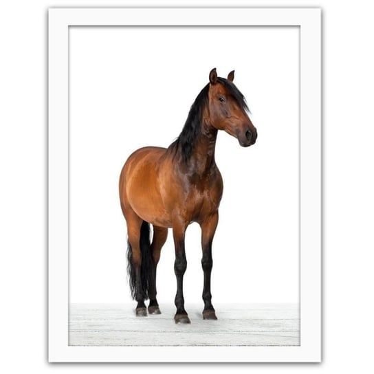 Obraz FEEBY Koń, 40x60 cm Feeby
