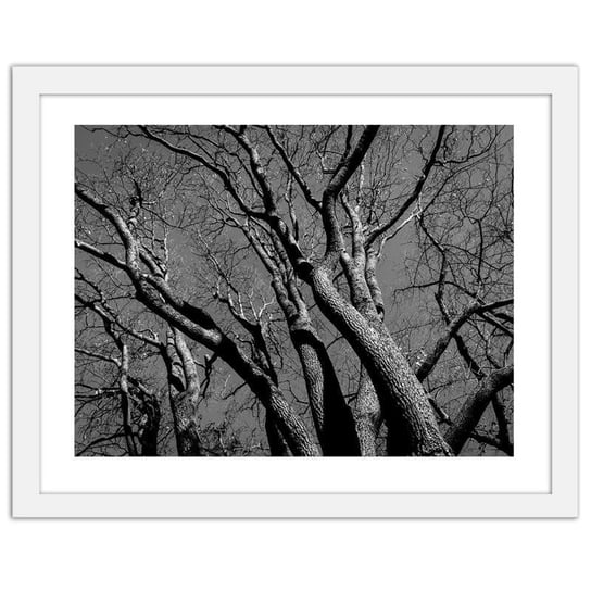 Obraz FEEBY Korona drzewa 2, 90x60 cm Feeby