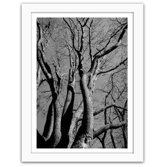 Obraz FEEBY Korona drzewa w czerni i bieli, 80x120 cm Feeby