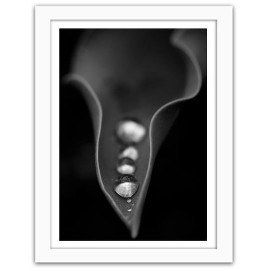 Obraz FEEBY Krople wody na liściu, 40x50 cm Feeby
