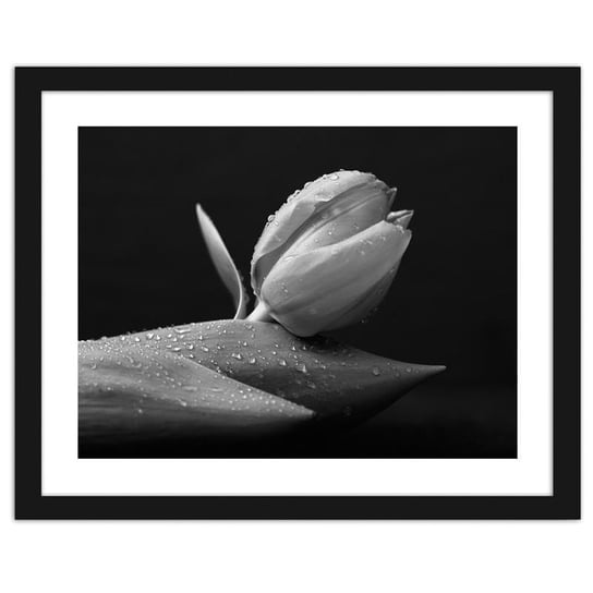 Obraz FEEBY Krople wody na tulipanie, 50x40 cm Feeby