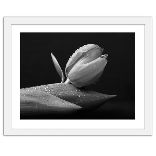 Obraz FEEBY Krople wody na tulipanie, 70x50 cm Feeby