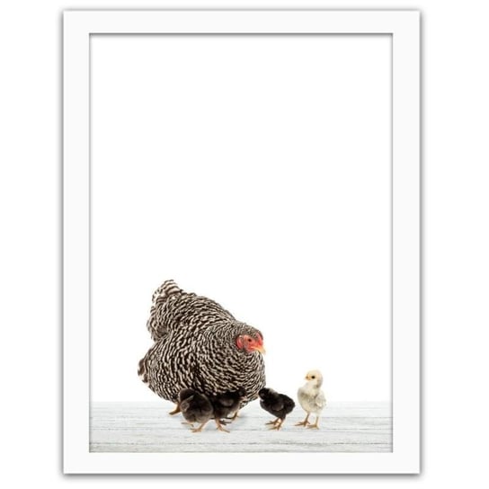 Obraz FEEBY Kura i kurczaki, 60x80 cm Feeby