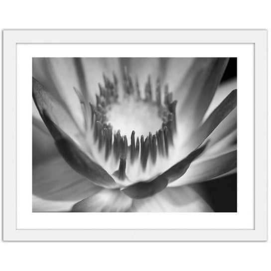 Obraz FEEBY Kwiat lotosu, 29,7x21 cm Feeby