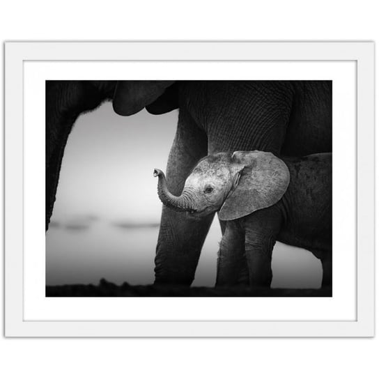 Obraz FEEBY Mały słoń 2, 70x50 cm Feeby