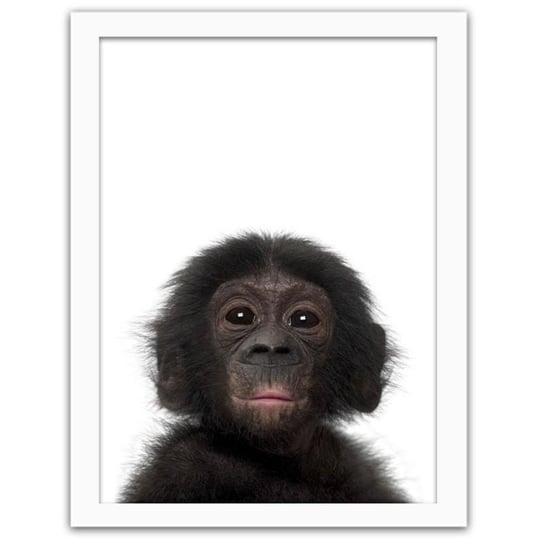 Obraz FEEBY Mały szympans, 60x80 cm Feeby