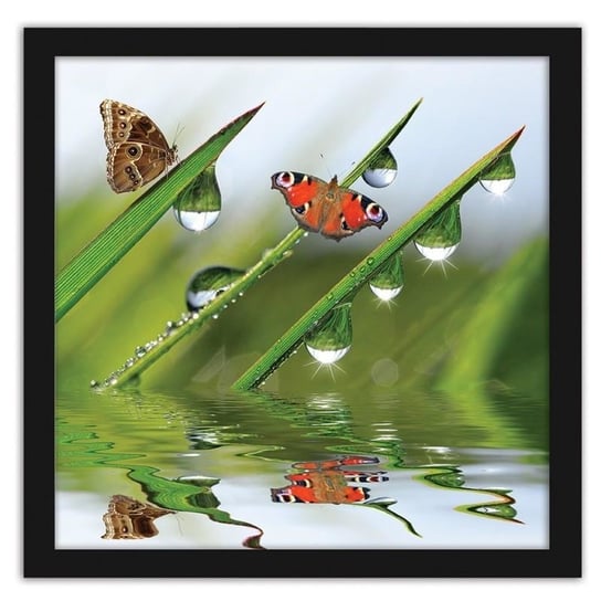 Obraz FEEBY Motyle na zroszonej trawie, 80x80 cm Feeby