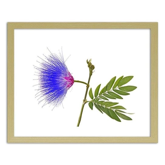 Obraz FEEBY Niebiesko-różowy kwiat, 40x30 cm Feeby