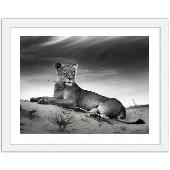 Obraz FEEBY Odpoczywająca lwica, 100x70 cm Feeby