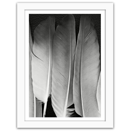 Obraz FEEBY Pióra w czerni i bieli, 60x80 cm Feeby
