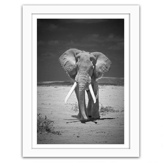 Obraz FEEBY Samotnie wędrujący słoń, 40x50 cm Feeby