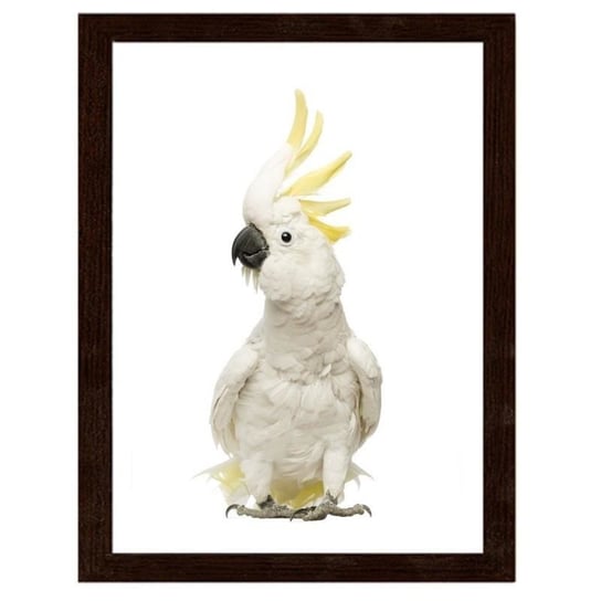 Obraz FEEBY Siarka-crested kakadu, 80x120 cm Feeby