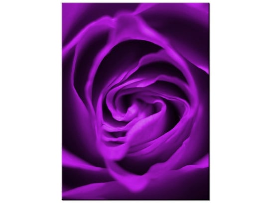 Obraz, Fioletowa róża, 30x40 cm Oobrazy