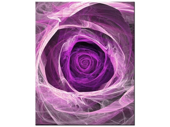 Obraz Fioletowa róża, 60x75 cm Oobrazy