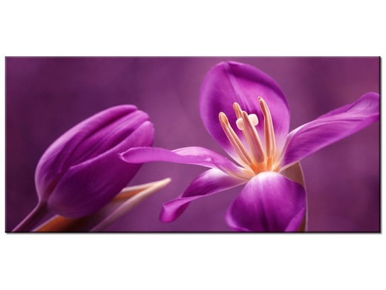 Obraz, Fioletowe kwiaty, 115x55 cm Oobrazy