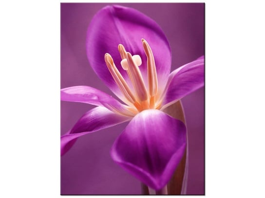 Obraz Fioletowe kwiaty, 30x40 cm Oobrazy