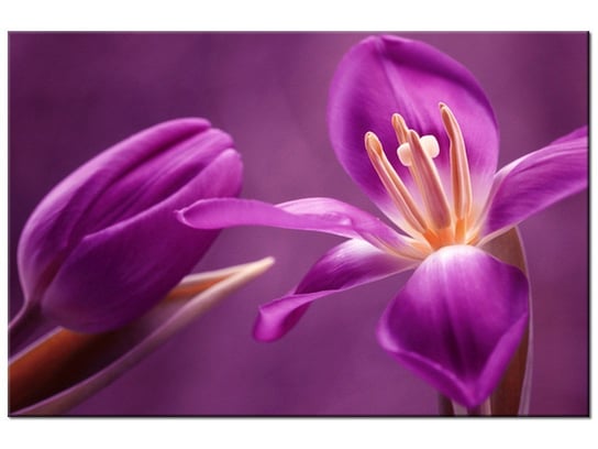 Obraz Fioletowe kwiaty, 60x40 cm Oobrazy