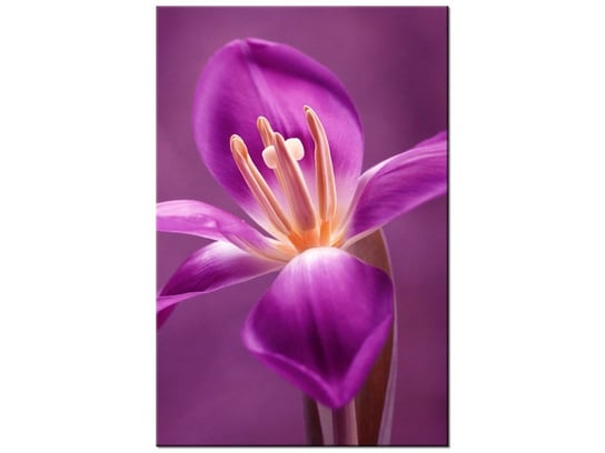 Obraz Fioletowe kwiaty, 80x120 cm Oobrazy
