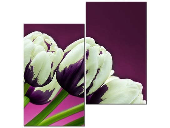 Obraz Fioletowe tulipany, 2 elementy, 60x60 cm Oobrazy