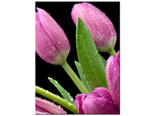 Obraz, Fioletowe tulipany, 30x40 cm Oobrazy