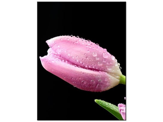 Obraz Fioletowe tulipany, 30x40 cm Oobrazy