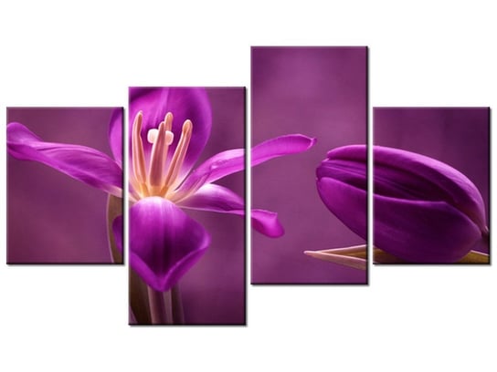 Obraz Fioletowe tulipany, 4 elementy, 120x70 cm Oobrazy